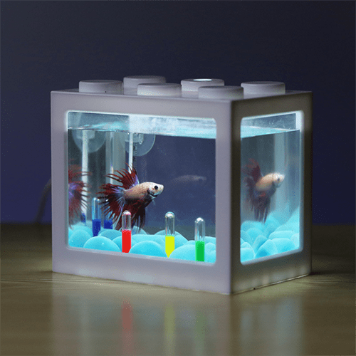 Acrylic Aquarium